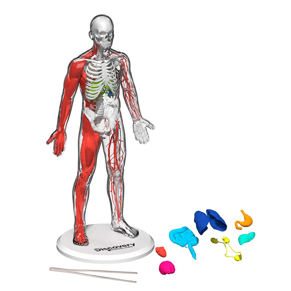 Discovery Mindblown Human Anatomy Kit STEM Toys