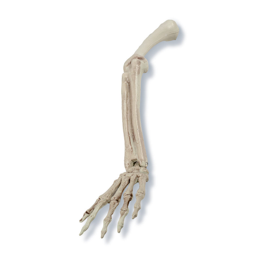 Mad Toys Life Size Groundbreaking Skeleton for Outdoor Halloween Decor and Props