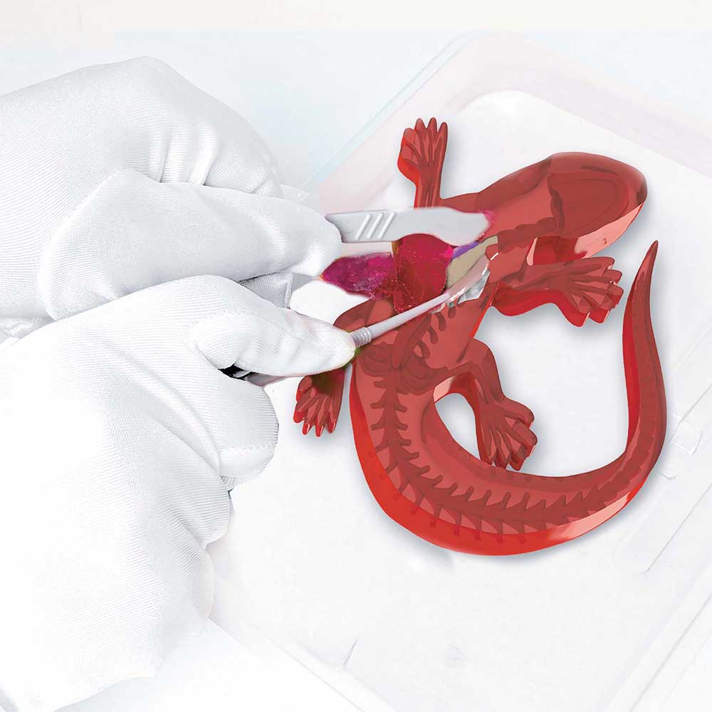Slimy Dissect-It Salamander Simulated Synthetic Lab Dissection STEM Toy