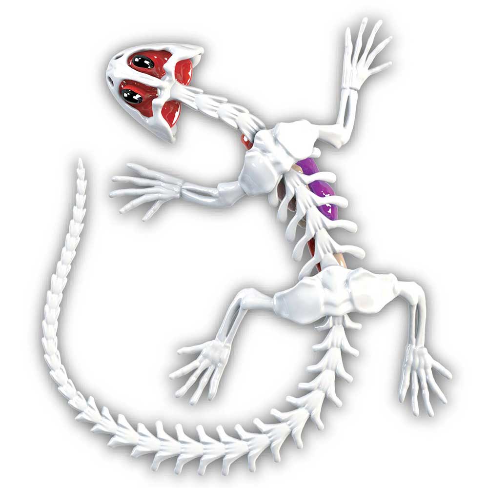 Slimy Dissect-It Salamander Simulated Synthetic Lab Dissection STEM Toy
